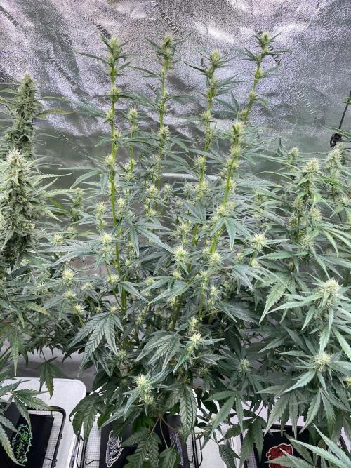 Galaxy Brain, Mango Isle, and Redball.. Week 6