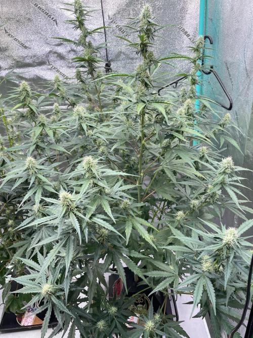Galaxy Brain, Mango Isle, and Redball.. Week 6