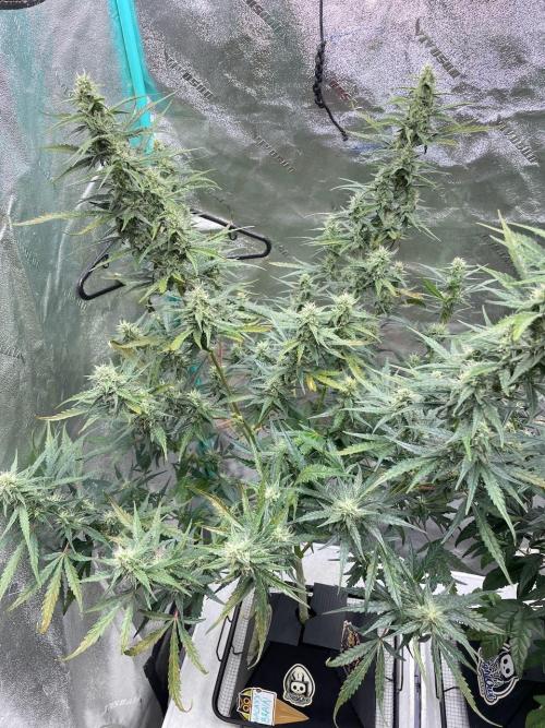 Galaxy Brain, Mango Isle, and Redball.. Week 6