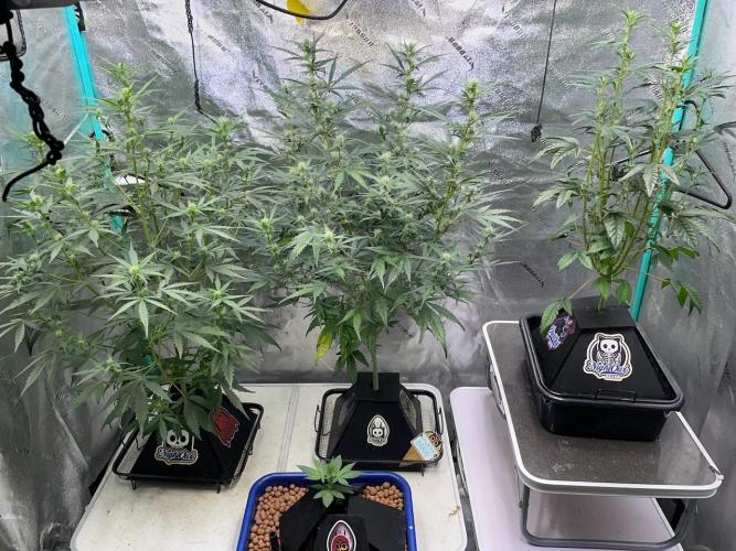 Galaxy Brain, Mango Isle, and Redball.. Week 5