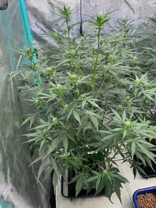 Galaxy Brain, Mango Isle, and Redball.. Week 5