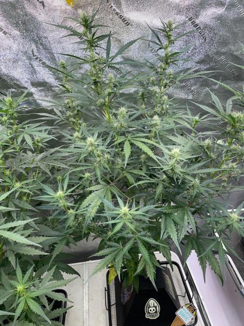 Galaxy Brain, Mango Isle, and Redball.. Week 5