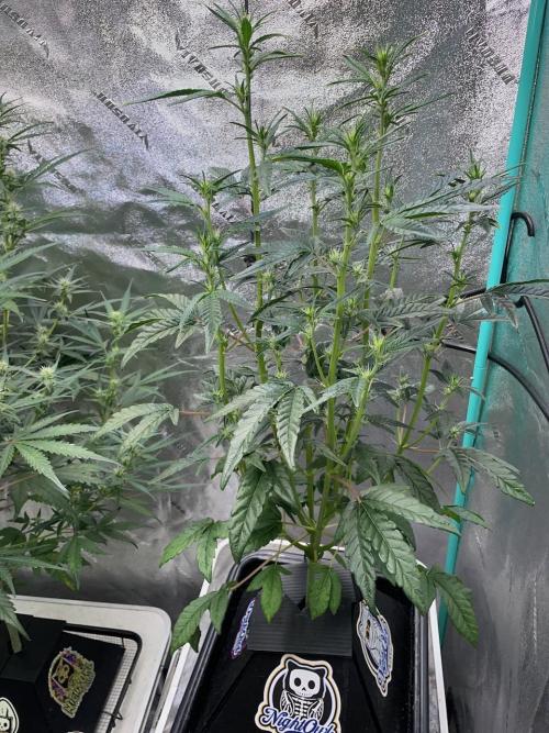 Galaxy Brain, Mango Isle, and Redball.. Week 5