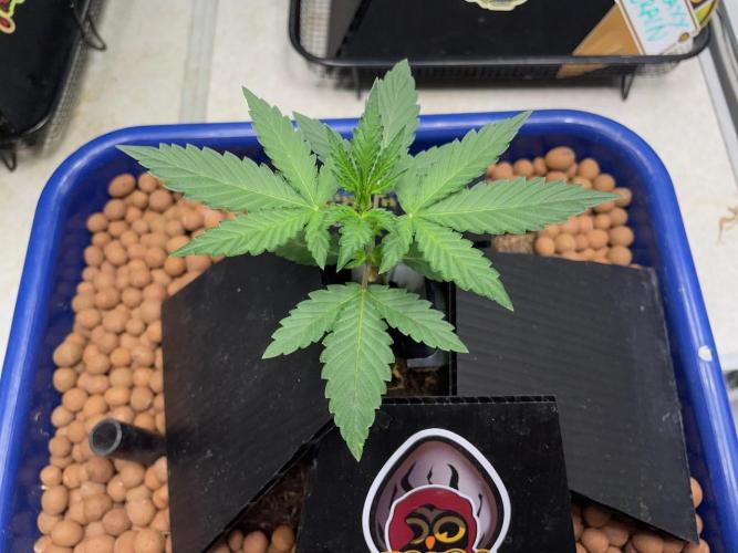 Galaxy Brain, Mango Isle, and Redball.. Week 5