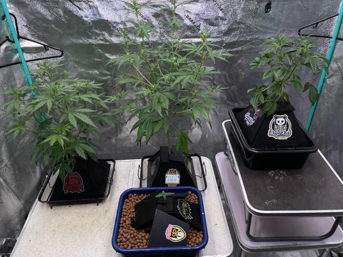 Galaxy Brain, Mango Isle, and Redball.. Week 4