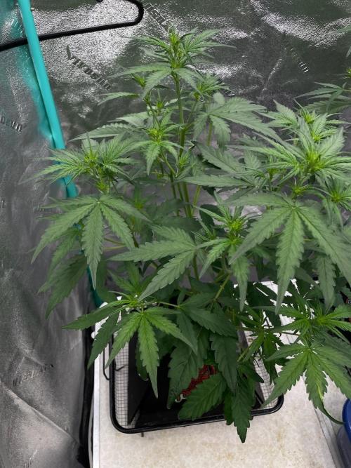 Galaxy Brain, Mango Isle, and Redball.. Week 4 - Redball