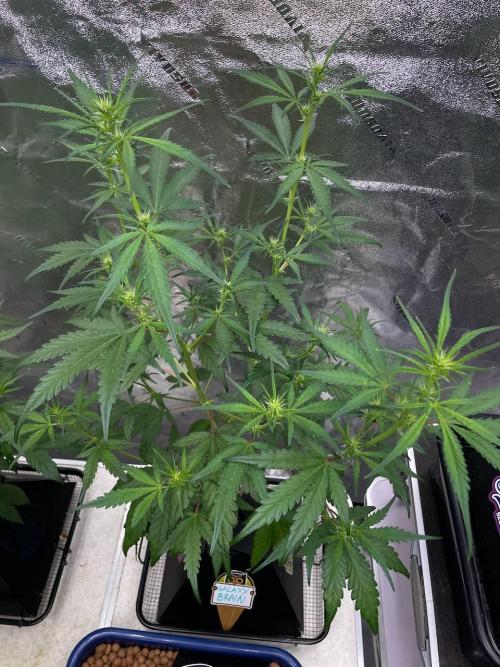 Galaxy Brain, Mango Isle, and Redball.. Week 4 - Galaxy Brain