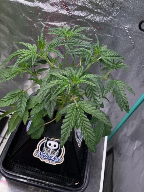 Galaxy Brain, Mango Isle, and Redball.. Week 4 - Mango Isle