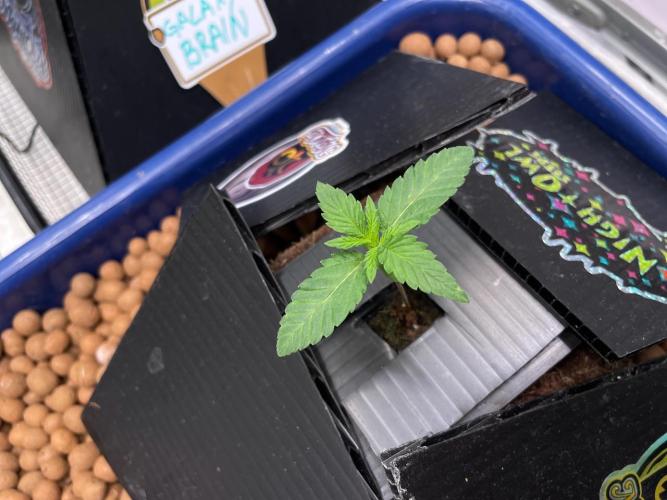 Galaxy Brain, Mango Isle, and Redball.. Week 4 - Instant Classik