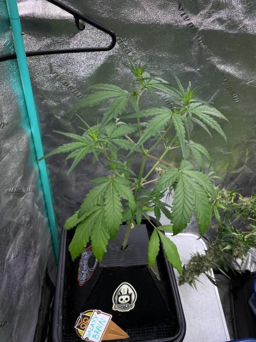 Galaxy Brain, Mango Isle, and Redball.. Week 3