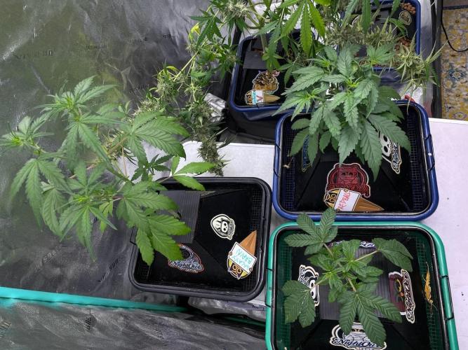 Galaxy Brain, Mango Isle, and Redball.. Week 3