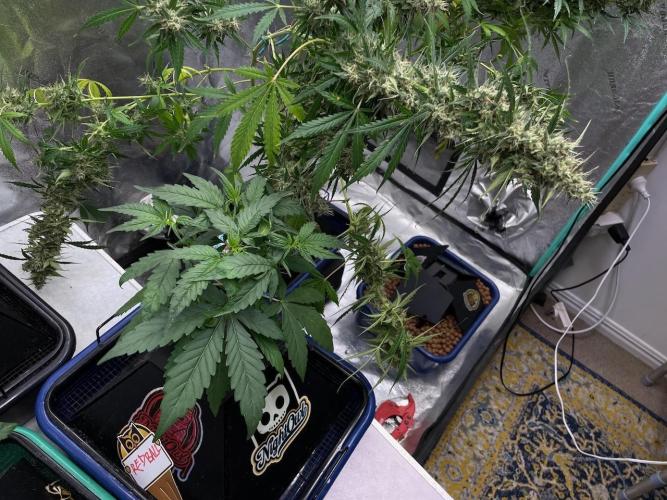 Galaxy Brain, Mango Isle, and Redball.. Week 3