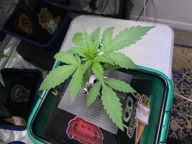 Galaxy Brain, Mango Isle, and Redball.. Week 2