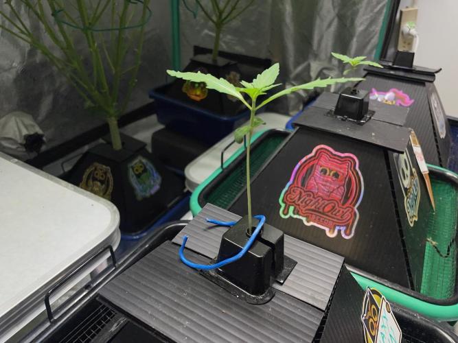 Galaxy Brain, Mango Isle, and Redball.. Week 1