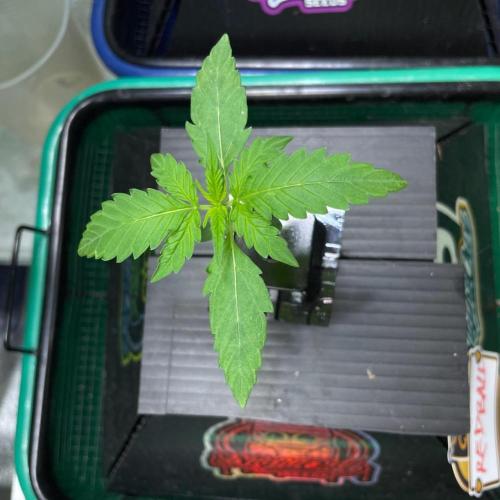 Galaxy Brain, Mango Isle, and Redball.. Week 1 - Redball