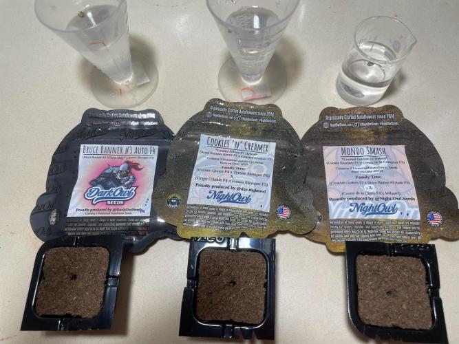 BB3, Cookies n Creamix, Mondo Smash. Week 0