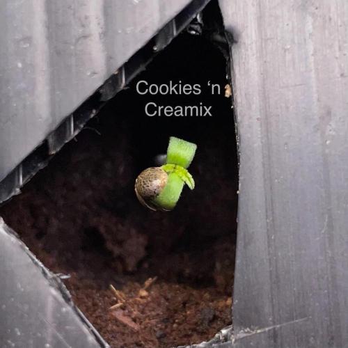 BB3, Cookies n Creamix, Mondo Smash. Week 0