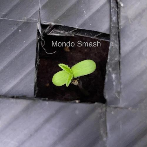 BB3, Cookies n Creamix, Mondo Smash. Week 0