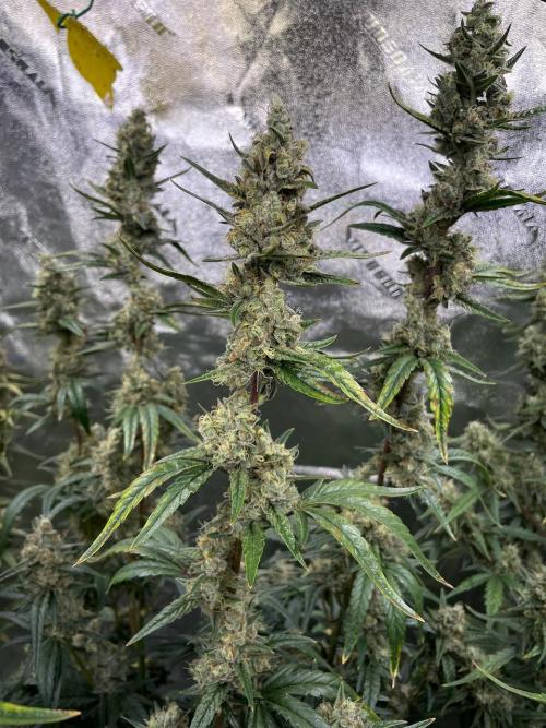 Galaxy Brain, Mango Isle, and Redball.. Week 9 - Mango