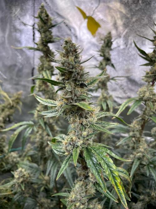 Galaxy Brain, Mango Isle, and Redball.. Week 9