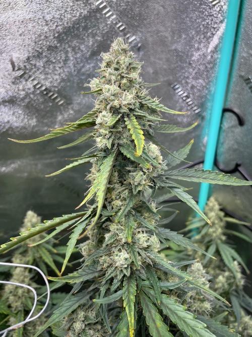 Galaxy Brain, Mango Isle, and Redball.. Week 9 - Redball