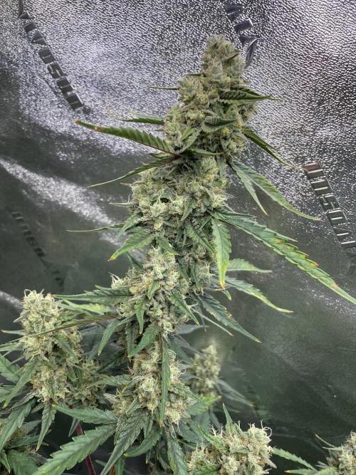 Galaxy Brain, Mango Isle, and Redball.. Week 9