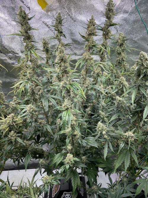 Galaxy Brain, Mango Isle, and Redball.. Week 9 - Mango