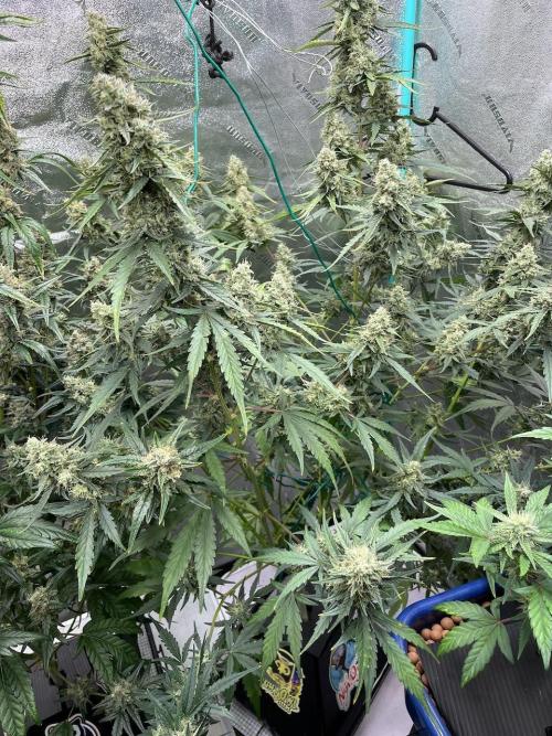 Galaxy Brain, Mango Isle, and Redball.. Week 9