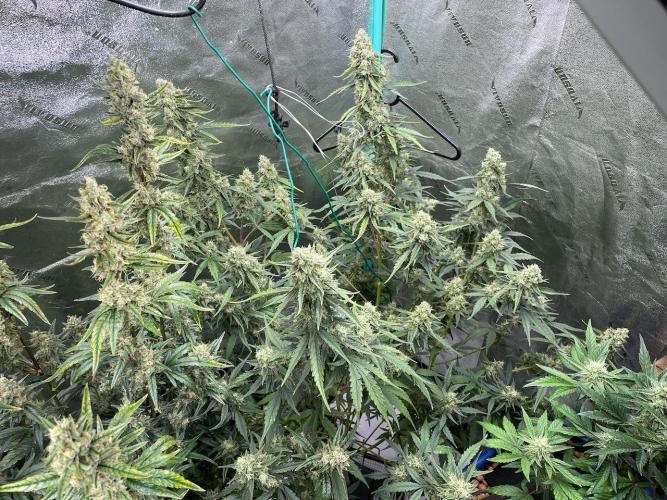 Galaxy Brain, Mango Isle, and Redball.. Week 9