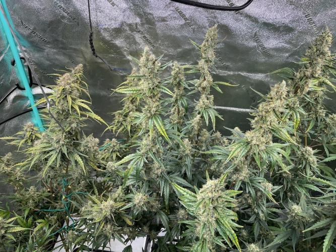 Galaxy Brain, Mango Isle, and Redball.. Week 9