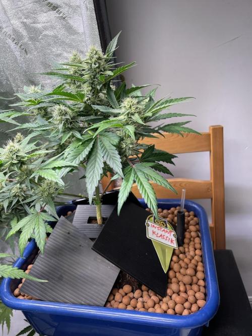 Galaxy Brain, Mango Isle, and Redball.. Week 9