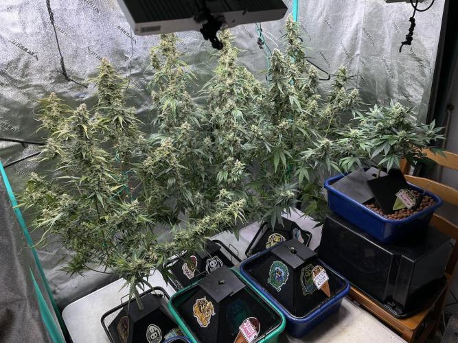 Galaxy Brain, Mango Isle, and Redball.. Week 9