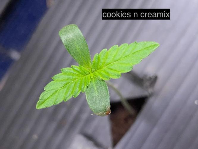 BB3, Cookies n Creamix, Mondo Smash. Week 1 - Cookies d3.5