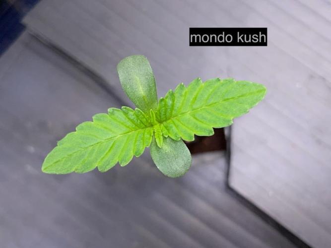 BB3, Cookies n Creamix, Mondo Smash. Week 1 - Mondo d3.5