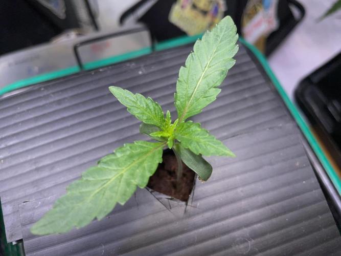 BB3, Cookies n Creamix, Mondo Smash. Week 1 - BB