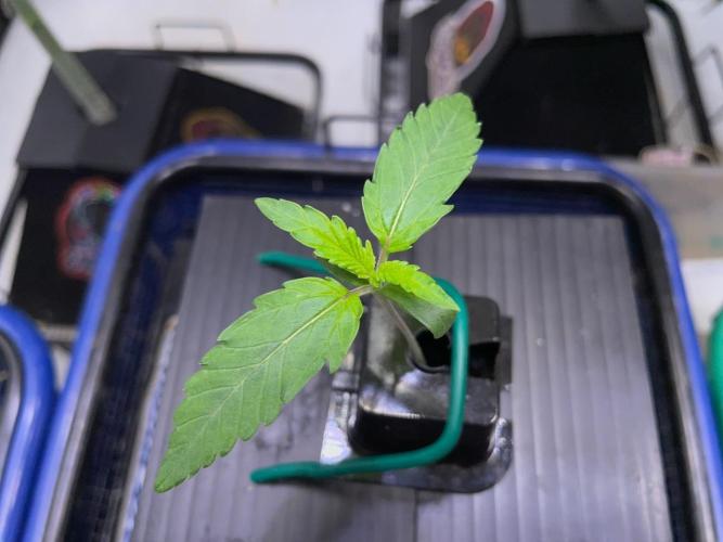 BB3, Cookies n Creamix, Mondo Smash. Week 1 - Cookies