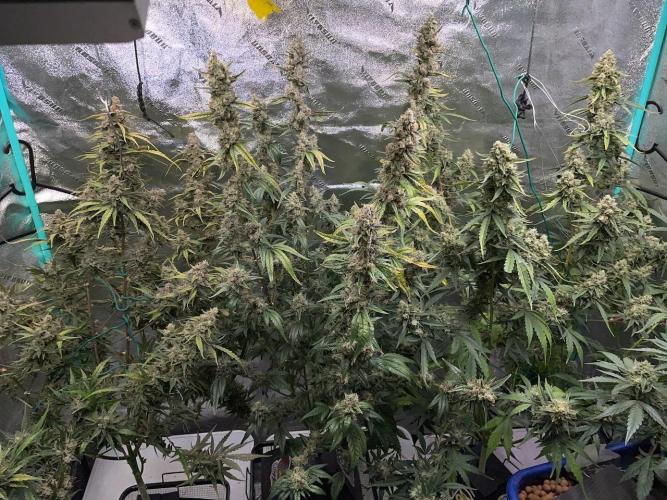 Galaxy Brain, Mango Isle, and Redball.. Week 10