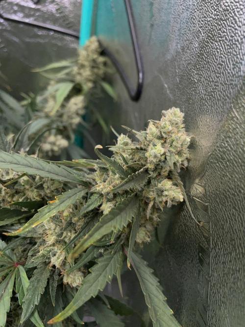 Galaxy Brain, Mango Isle, and Redball.. Week 10 - Redball