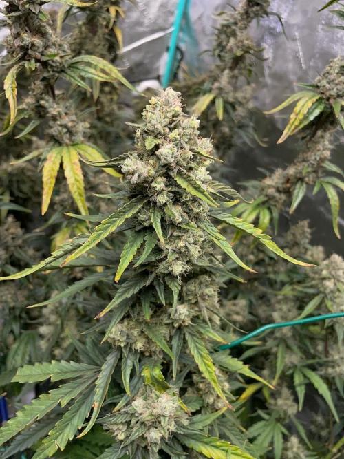 Galaxy Brain, Mango Isle, and Redball.. Week 10 - Redball