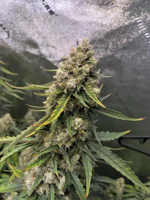 Galaxy Brain, Mango Isle, and Redball.. Week 10 - Redball