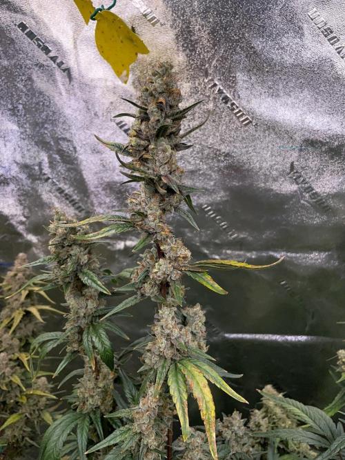 Galaxy Brain, Mango Isle, and Redball.. Week 10 - Mango Isle