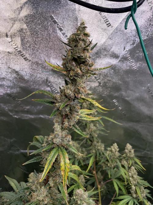 Galaxy Brain, Mango Isle, and Redball.. Week 10 - Mango Isle