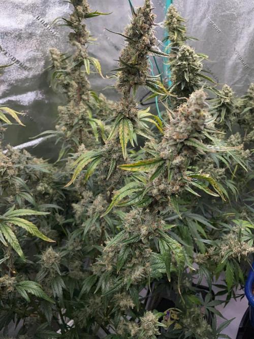 Galaxy Brain, Mango Isle, and Redball.. Week 10 - Mango Isle