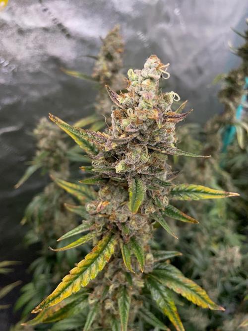 Galaxy Brain, Mango Isle, and Redball.. Week 10 - Mango Isle