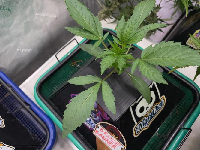 BB3, Cookies n Creamix, Mondo Smash. Week 2 - Bruce Banner