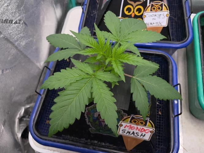 BB3, Cookies n Creamix, Mondo Smash. Week 2 - Mondo Smash