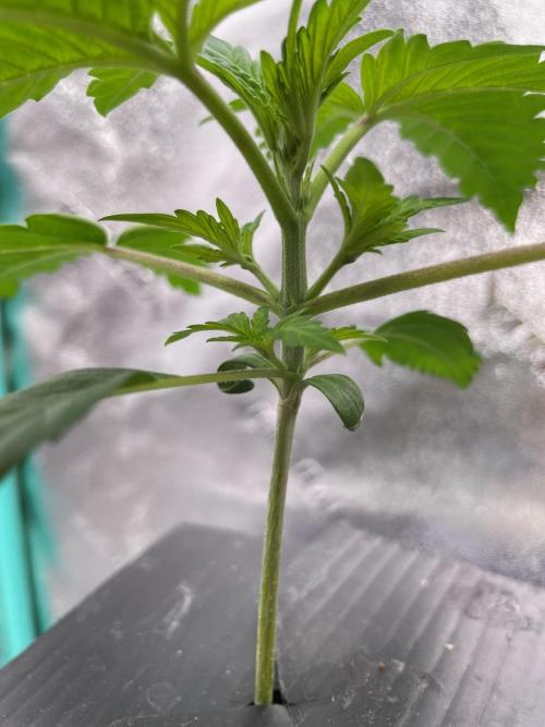 BB3, Cookies n Creamix, Mondo Smash. Week 2 - Cookies n Creamix