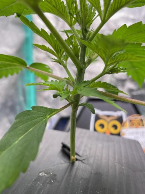 BB3, Cookies n Creamix, Mondo Smash. Week 2 - Mondo Smash before topping