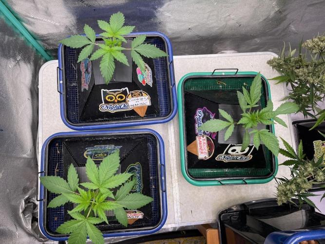 BB3, Cookies n Creamix, Mondo Smash. Week 2