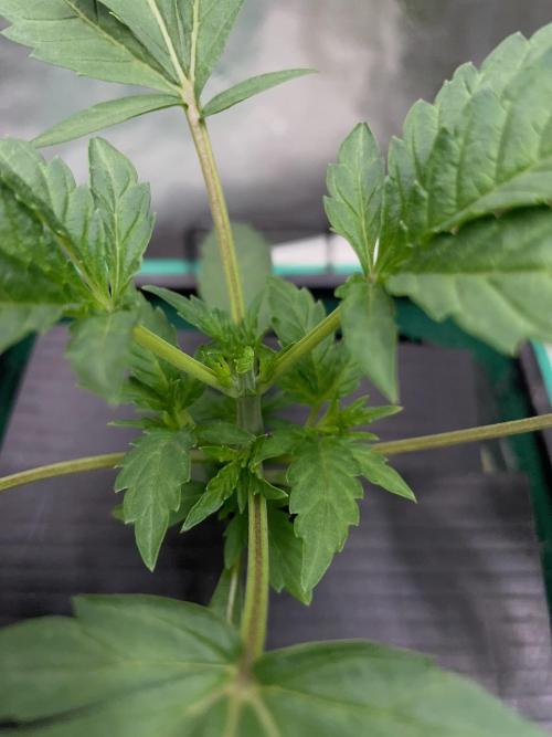 BB3, Cookies n Creamix, Mondo Smash. Week 2 - Bruce Banner topped